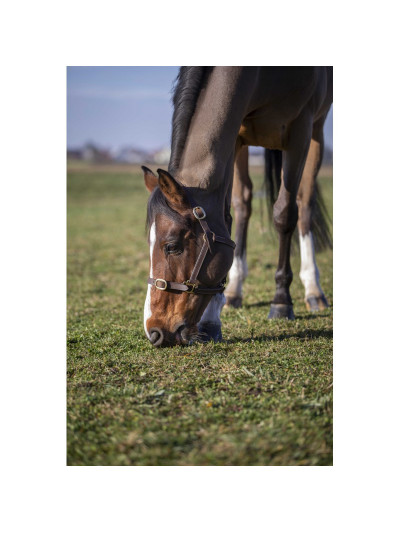 Licol Foal cuir - Norton