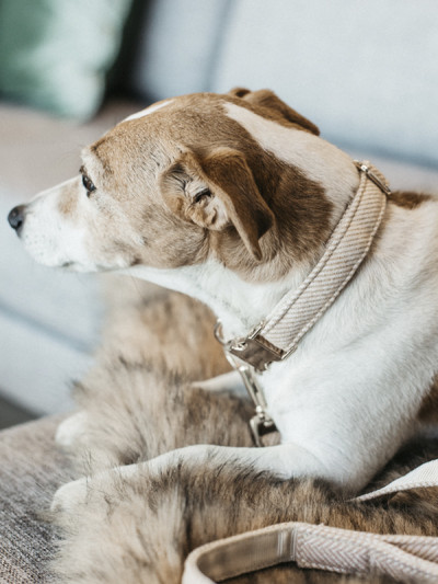 Collier pour chien Wool Beige - Kentucky