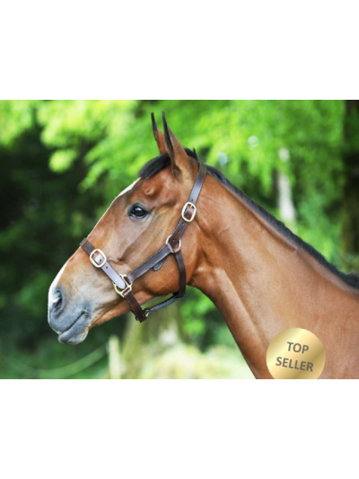 Licol classique en cuir latigo - breeze up