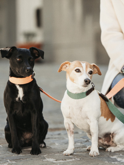 Collier pour chien Jacquard Orange Fluo - Kentucky