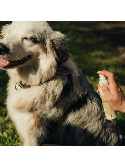 Cicanat Spray Chien 125ml - Nutragile